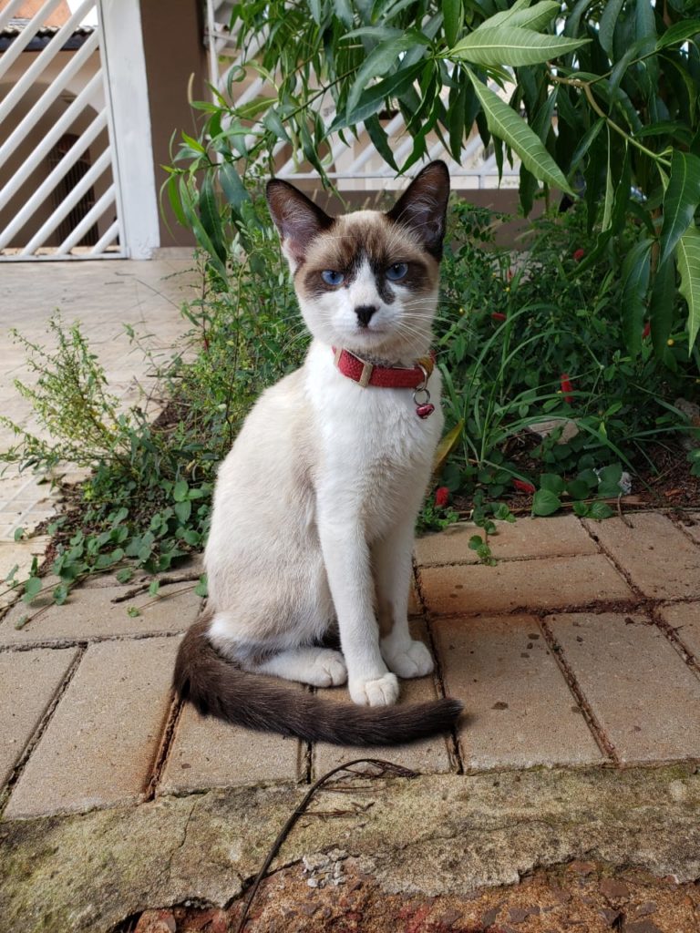 Gato é encontrado no Bairro Tropical