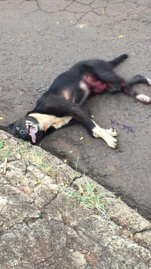 Morador do Bairro Morumbi pede ajuda para cão que foi atropelado por ônibus