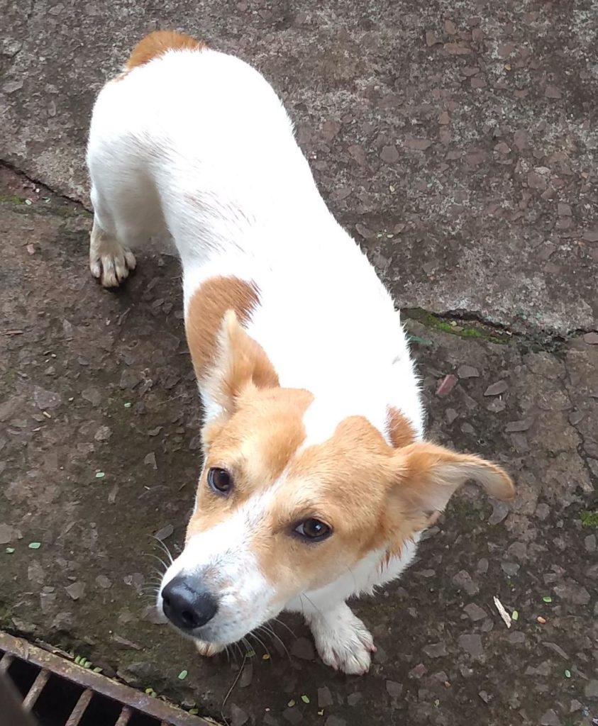 Cachorro é encontrado no Bairro Consolata