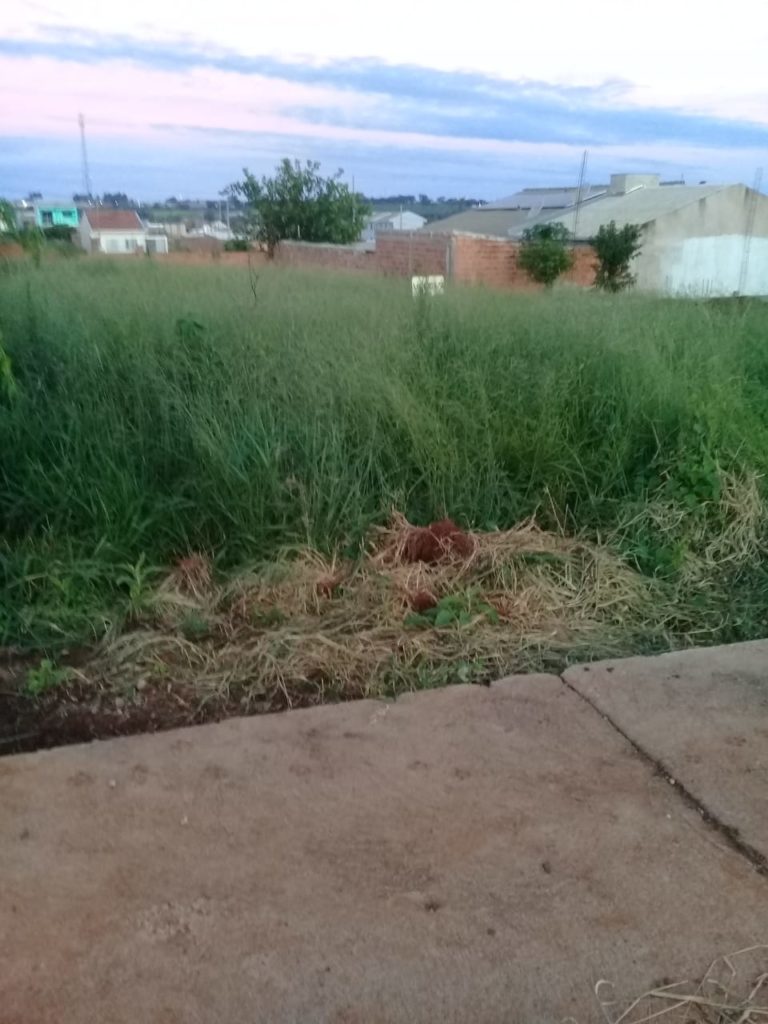 Moradora reclama de matagal em terreno no Jardim Veneza