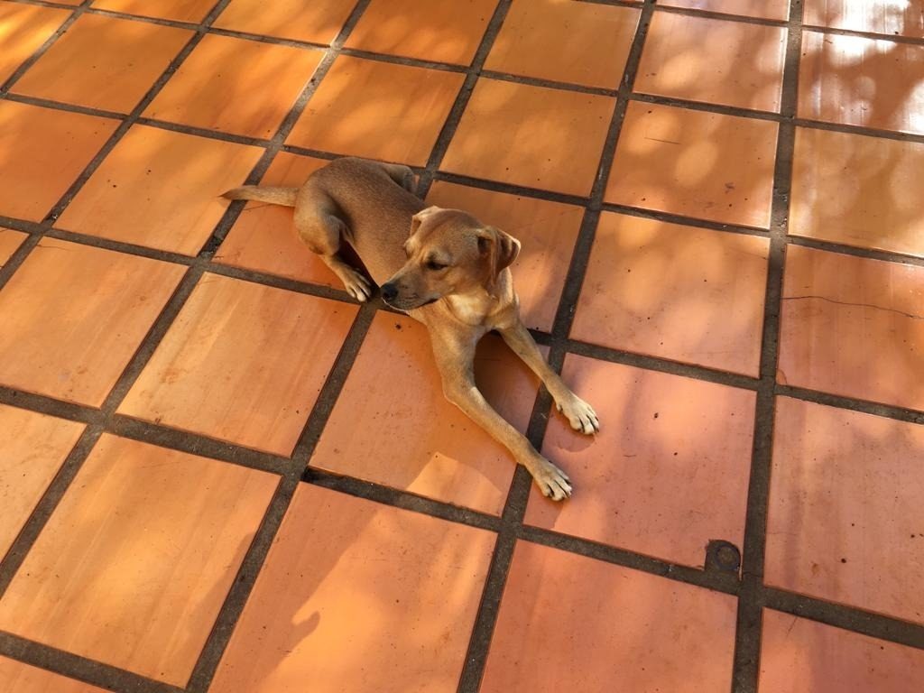 Cachorrinha foi encontrada no Centro de Cascavel