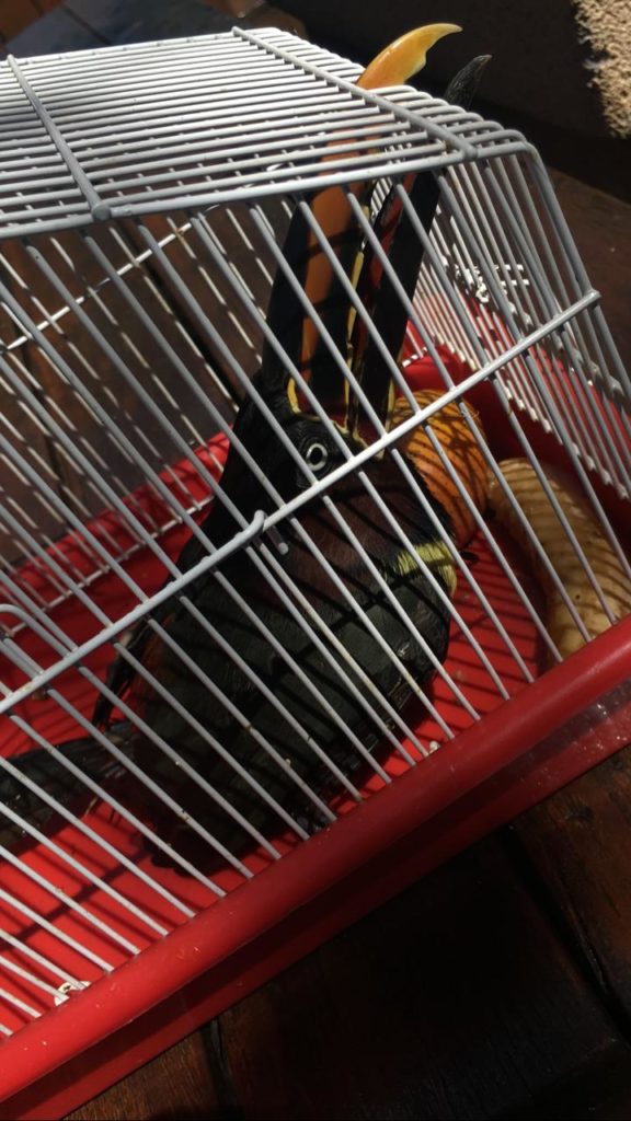 Tucano é encontrado no Pacaembu e internauta pede ajuda dos órgãos responsáveis