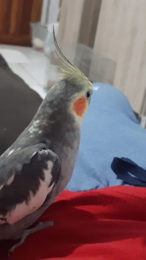 Calopsita desapareceu no Bairro Brasília