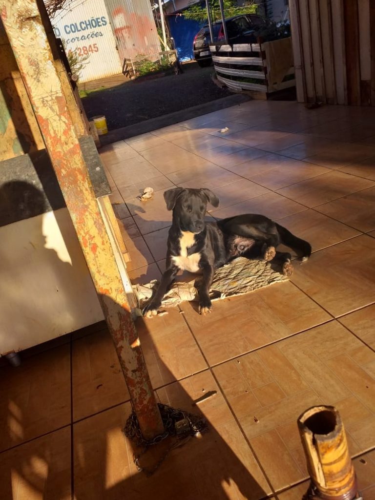 Cão que desapareceu no Bairro Cancelli está sendo procurado
