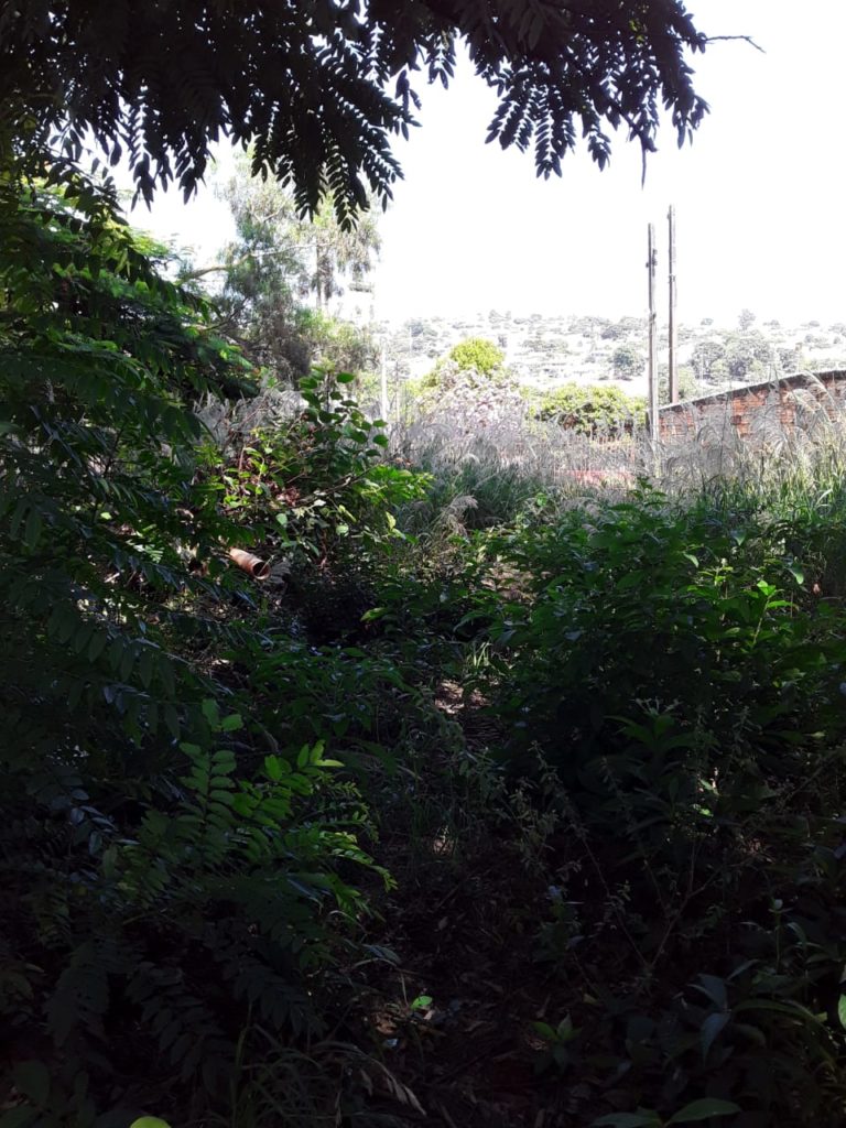 Moradora reclama de mato alto em terreno no Jardim Alvorada