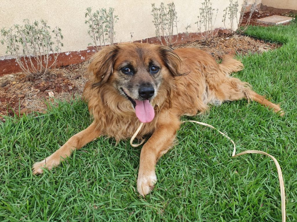 Cachorro de estimação é encontrado e acolhido em condomínio no Bairro Country