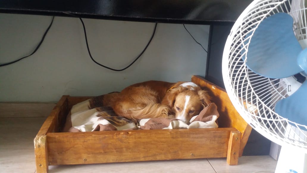 Cachorrinha desapareceu de residência no Bairro Universitário Imagem referente a Cachorrinha desapareceu de residência no Bairro Universitário