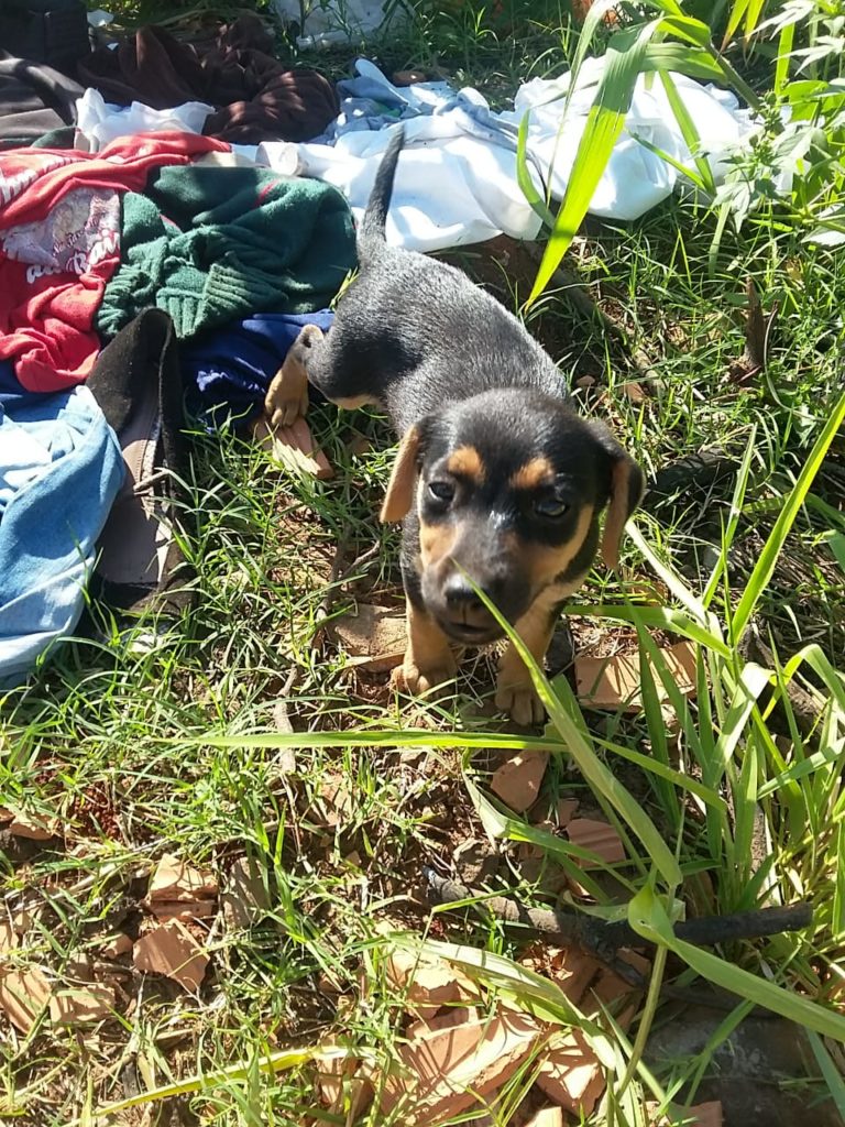 Morador busca adotante para cadelinha que foi abandonada no Pioneiros Catarinenses