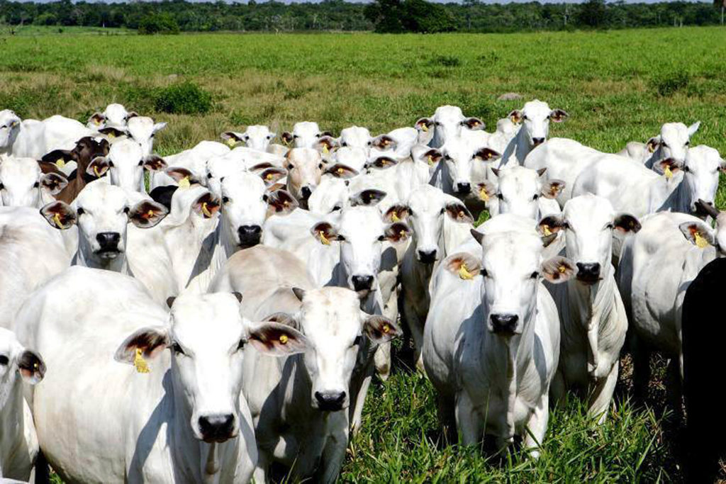 Show Pecuário 2020 é cancelado