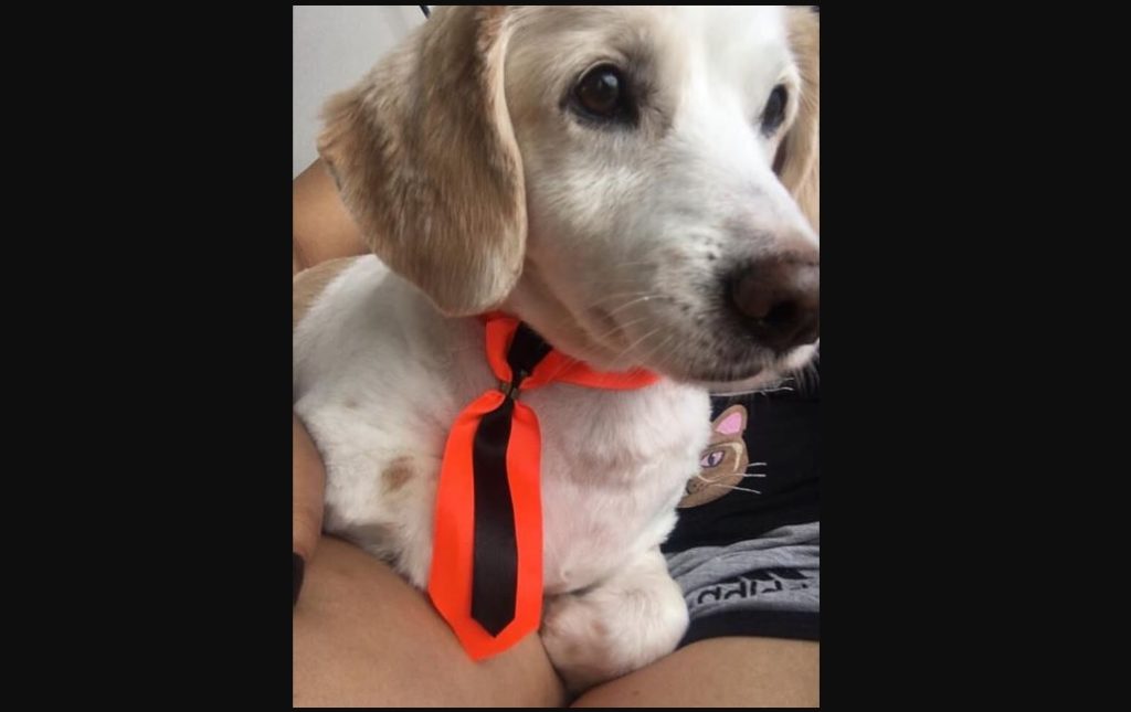 Cachorrinho de estimação está desaparecido na Região do Lago