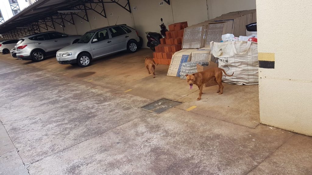 Cães da raça pitbull são capturados por Bombeiros, na Neva