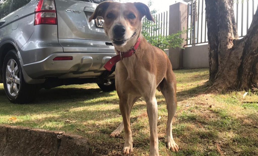 Cachorrinha é encontrada e acolhida no Bairro Cancelli; moradora quer devolvê-la ao dono