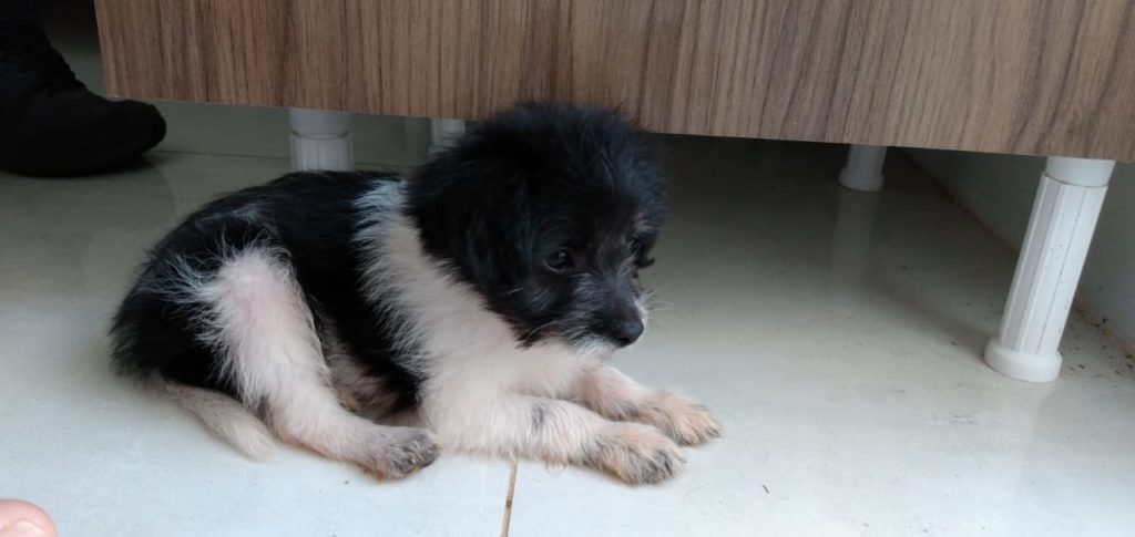 Internauta encontra cão perdido no Montreal