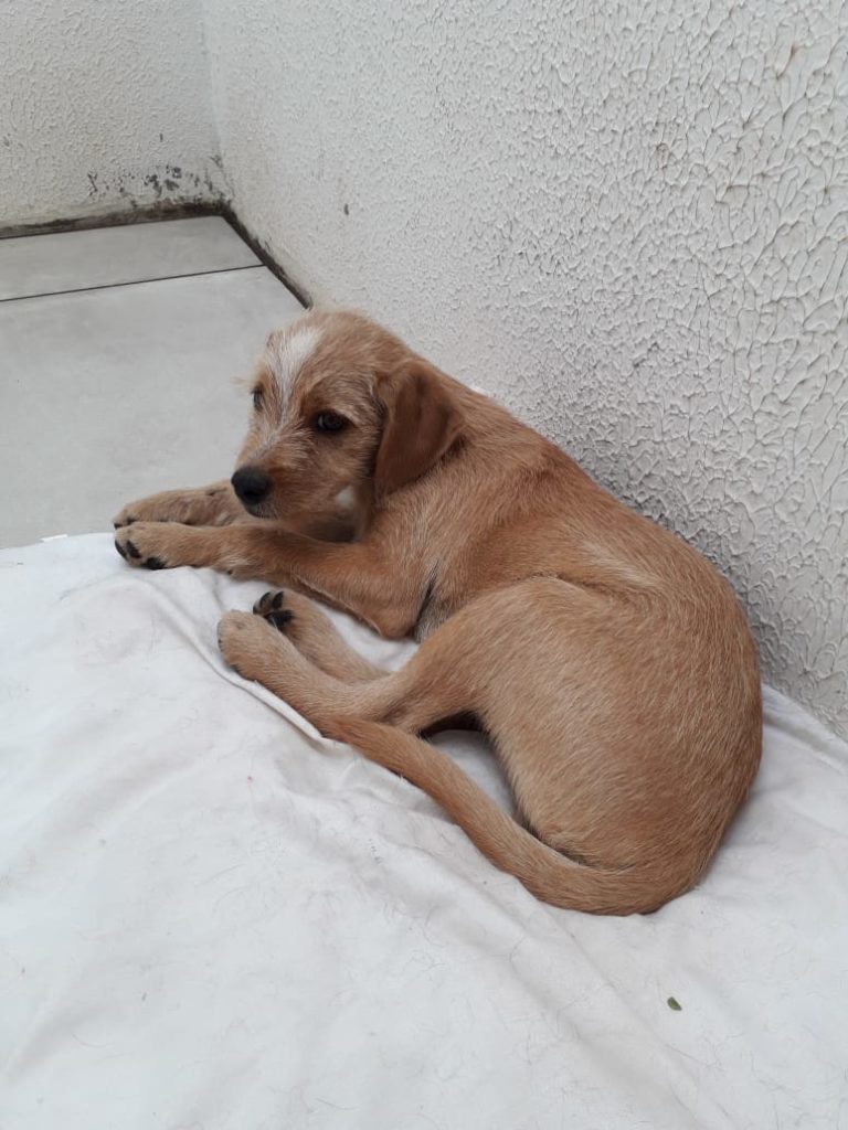 Filhote é encontrado no Bairro Parque Verde