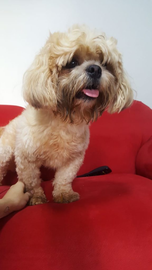 Cachorro é encontrado no Bairro Tropical