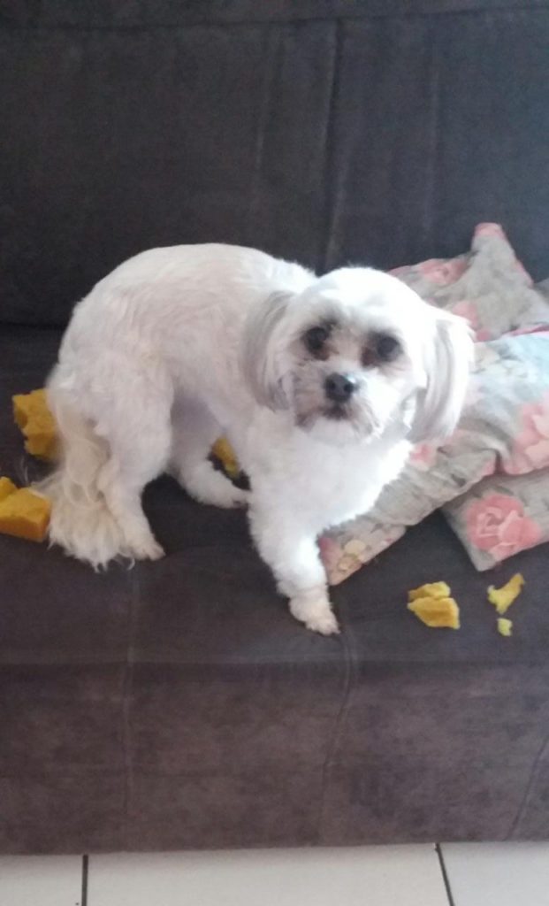 ‘Fofinha’ está desaparecida no Jardim Araucária