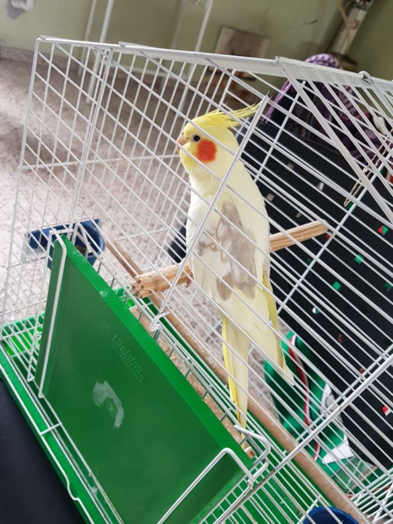 Calopsita é encontrada próximo ao Parque Tarquínio