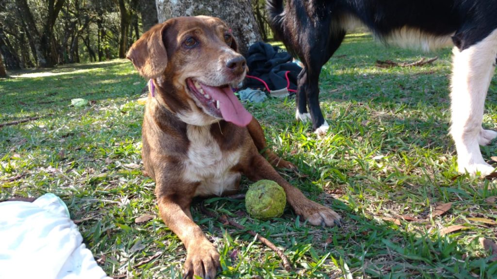 Família oferece R$ 300 de recompensa a quem localizar cachorrinha desaparecida no Universitário