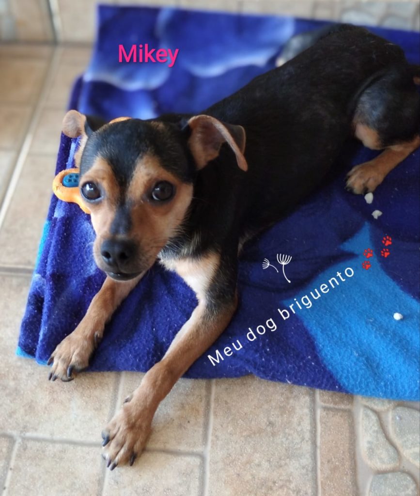 ‘Mikey’ está desaparecido no Angra dos Reis