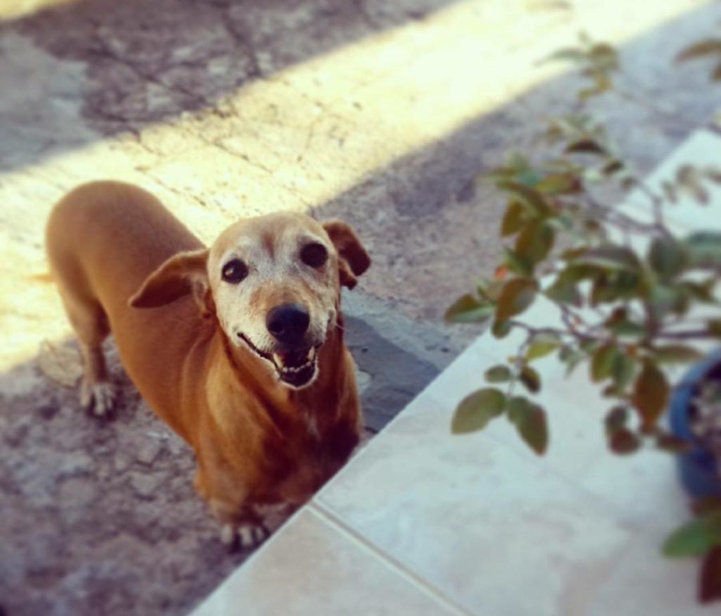 Internauta procura por cachorra que sumiu no Bairro Universitário Internauta procura por cachorra que sumiu no Bairro Universitário