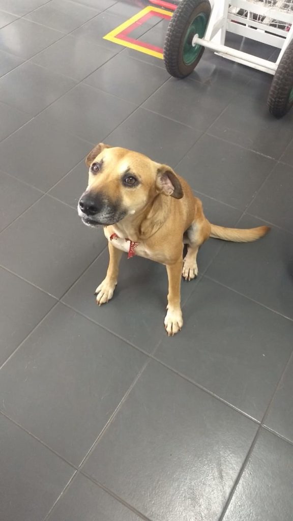 Cadela é encontrada na Avenida Brasil, no Centro
