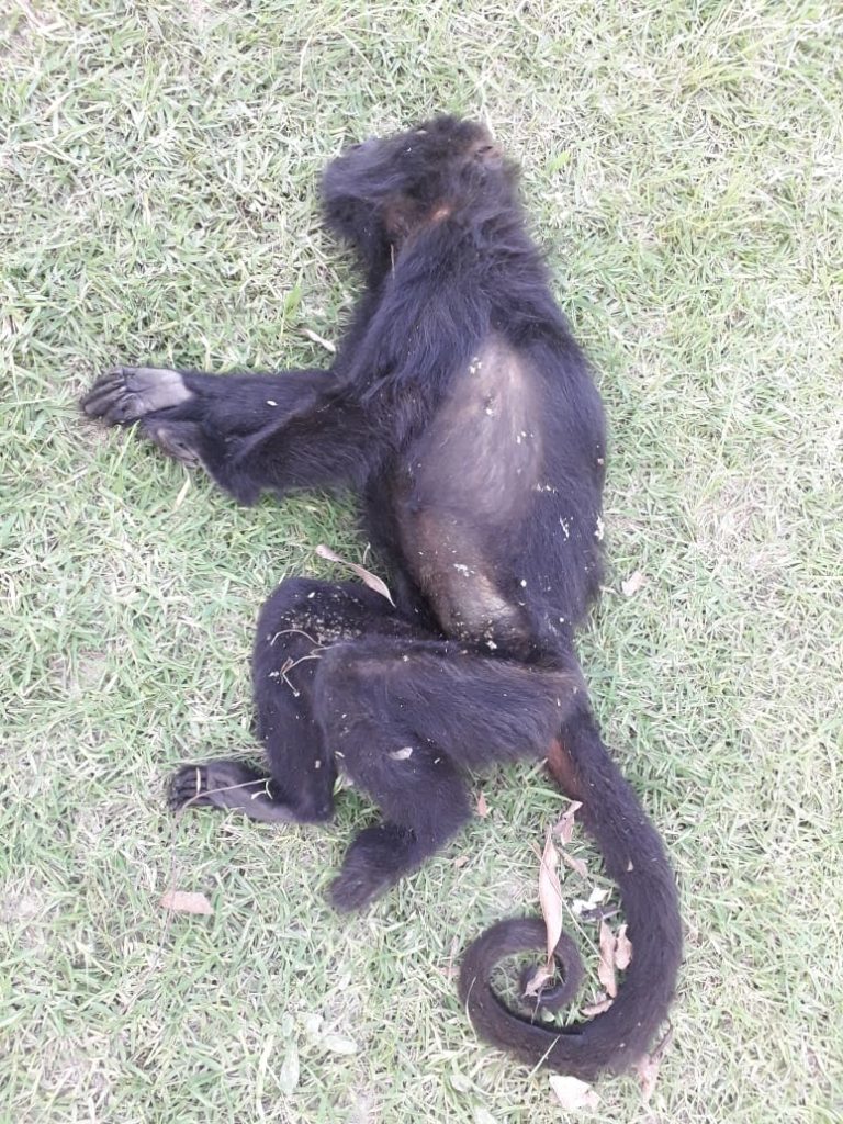 Febre amarela: boletim confirma mais uma região com mortes de macacos