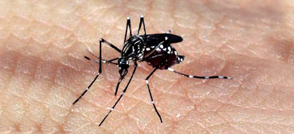 Incidência aponta situação de alerta para epidemia de dengue