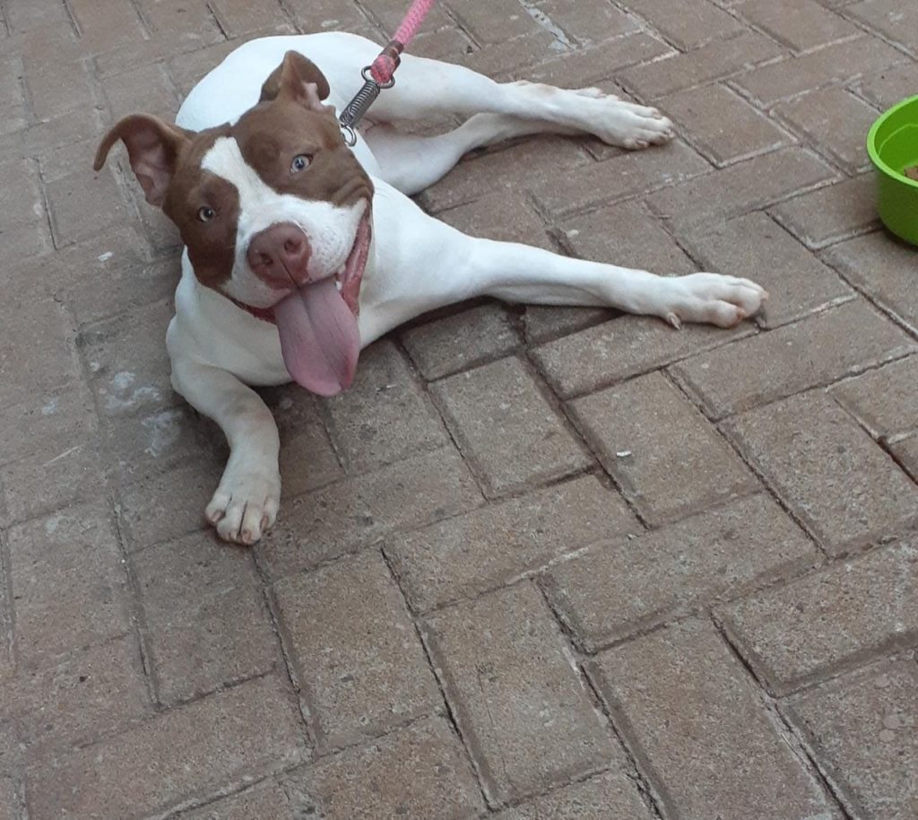 Filhote de Pitbull está sendo procurado no Bairro Santa Cruz Filhote de Pitbull está sendo procurado no Bairro Santa Cruz