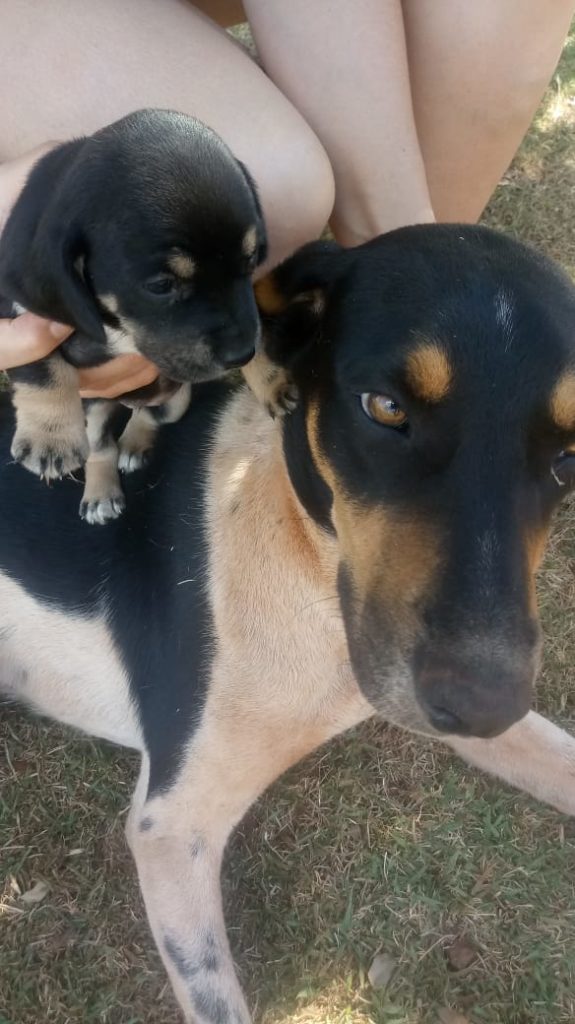 Cachorro desapareceu no Jardim Itália