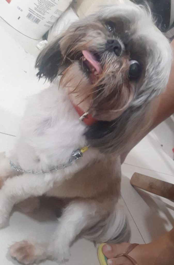 Cachorro é encontrado na Rua Rio da Paz