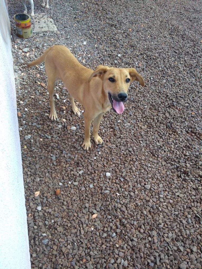 Cachorrinha resgatada precisa de um lar