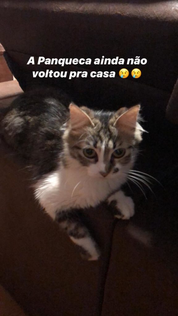 Gata ‘Panqueca’ desapareceu