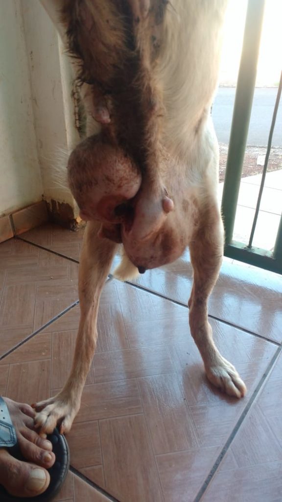 Protetora pede ajuda em tratamento para cadela com tumores