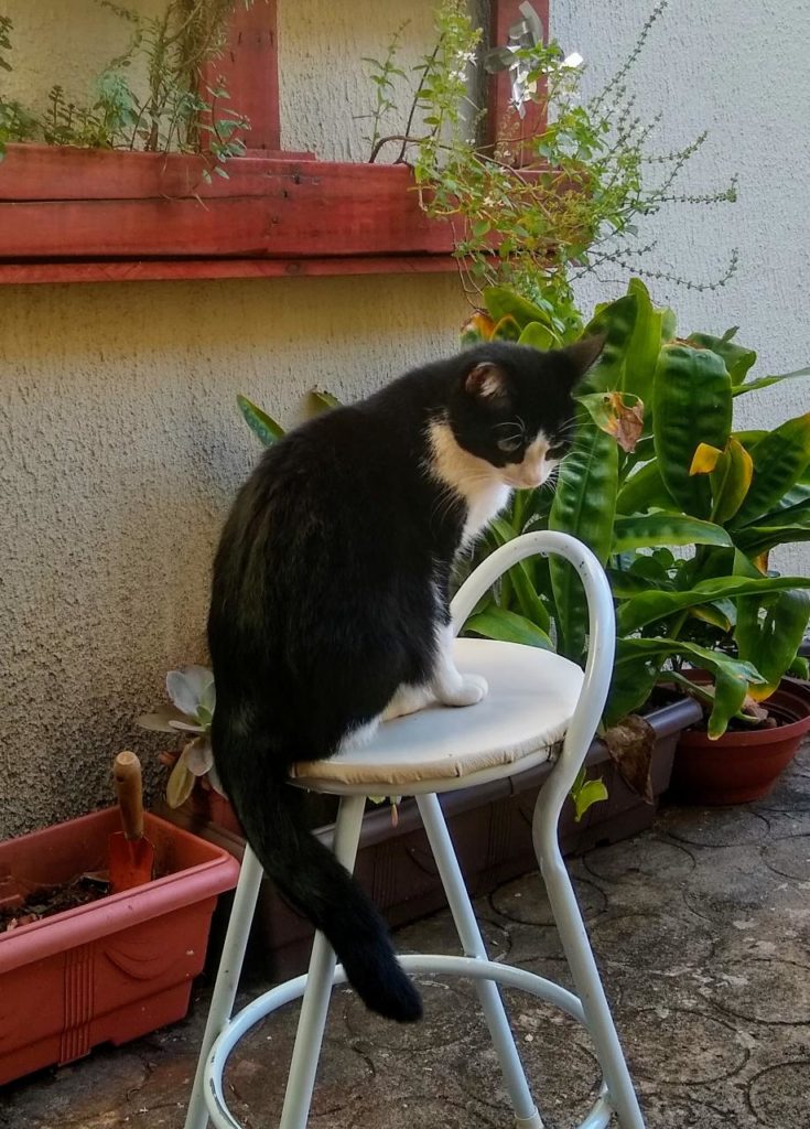 Gata ‘Lady’ está desaparecida
