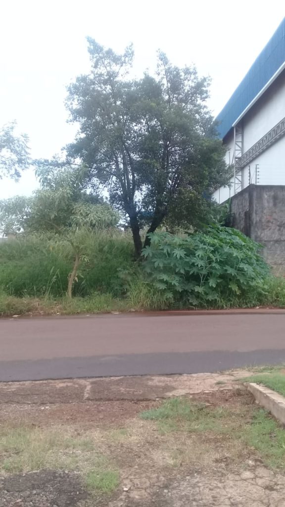 Mulher reclama de mato alto em terreno no Santa Felicidade Mulher reclama de mato alto em terreno no Santa Felicidade