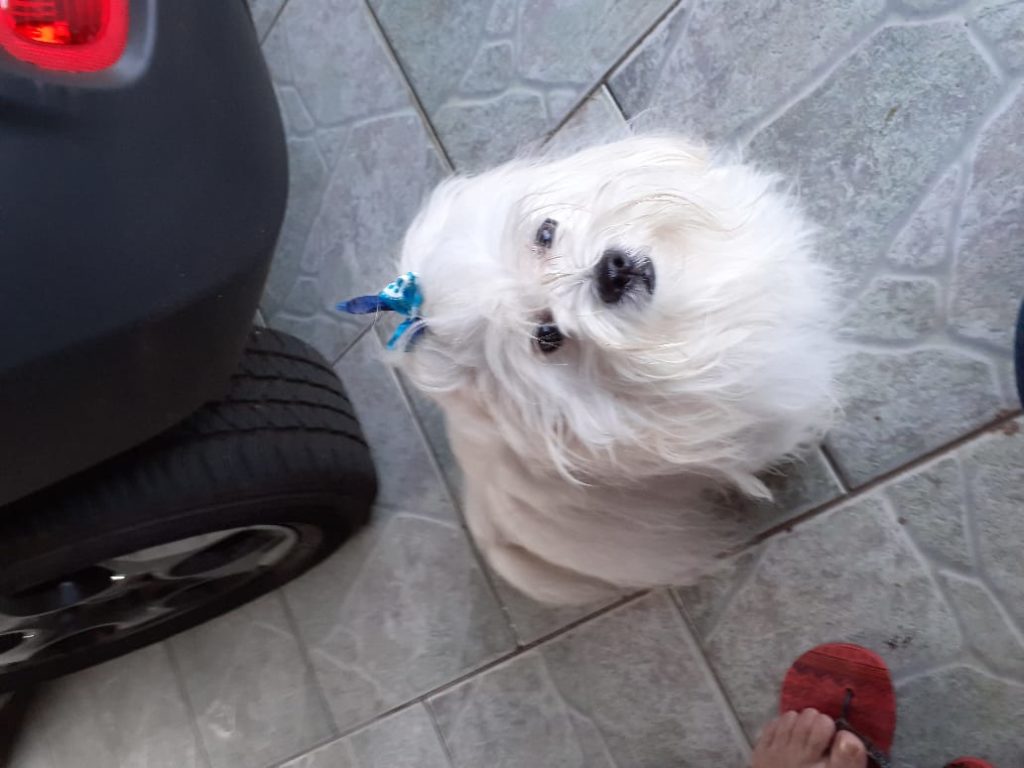 Cachorro ‘Lucky’ desapareceu no Parque Verde