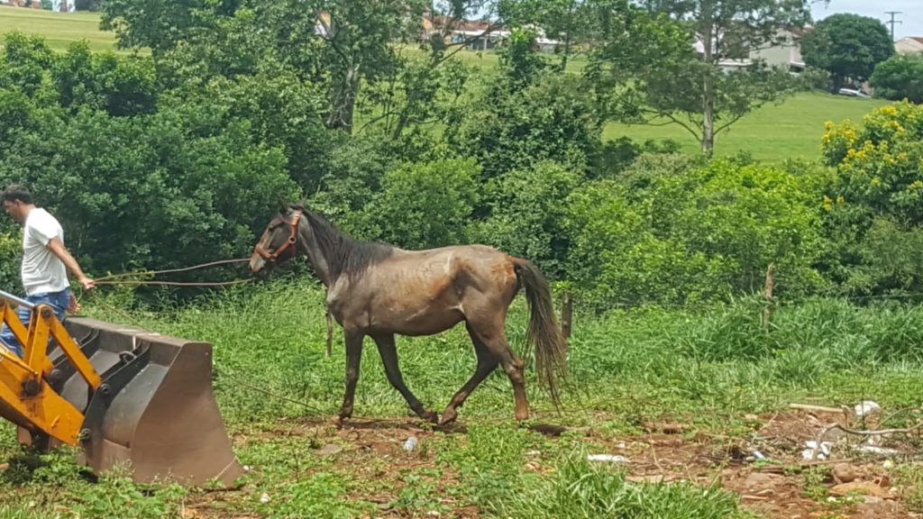Cavalo cai em buraco e precisa ser resgatado com trator
