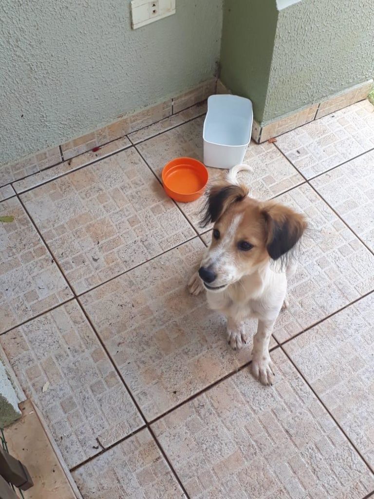 Cachorro é encontrado na região do Tropical