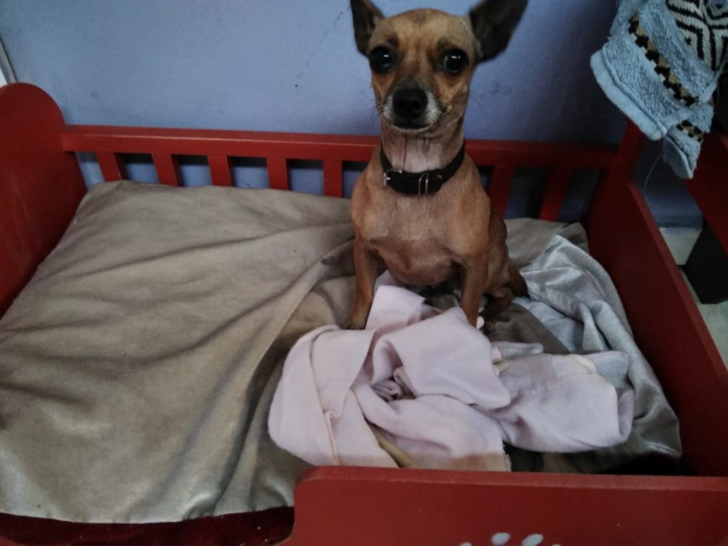 Cachorrinha é encontrada na região do Bairro Neva