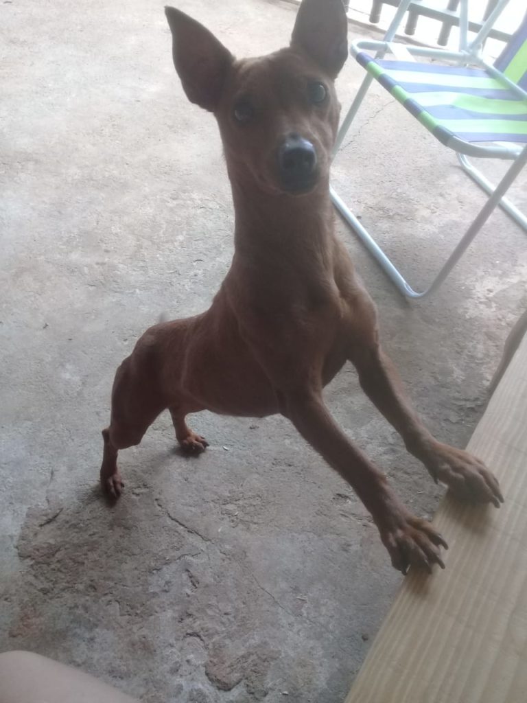 Cachorro ‘Nutela’ desapareceu no Colmeia