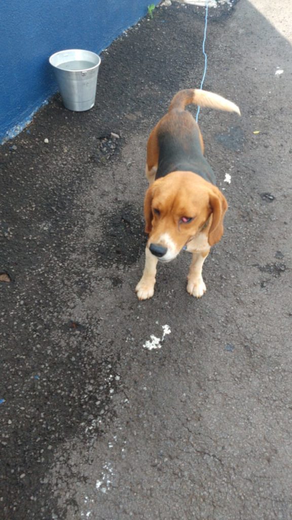Cachorro é encontrado no centro