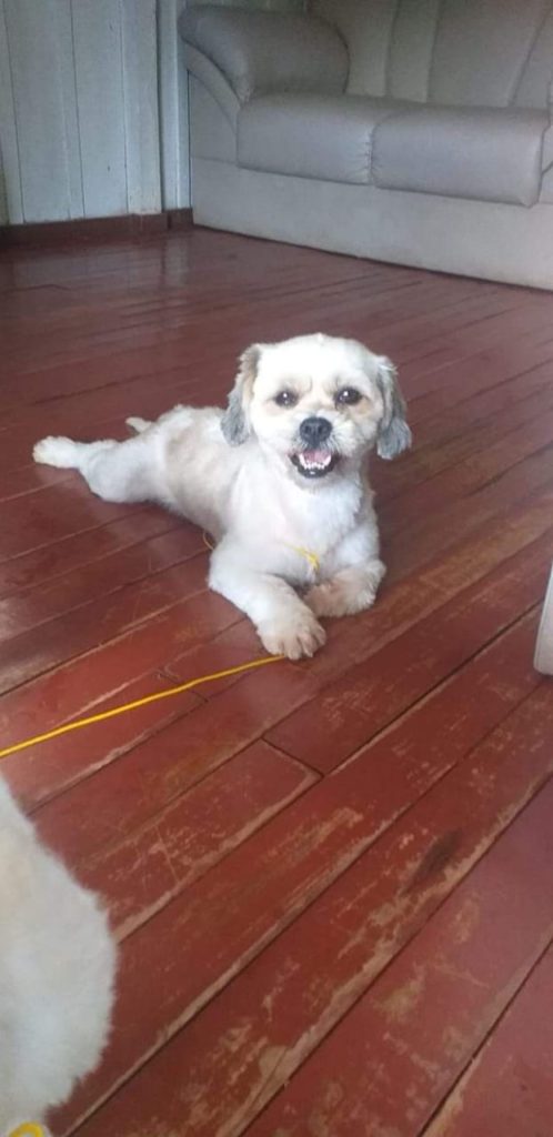 Cachorro desapareceu no Parque Verde