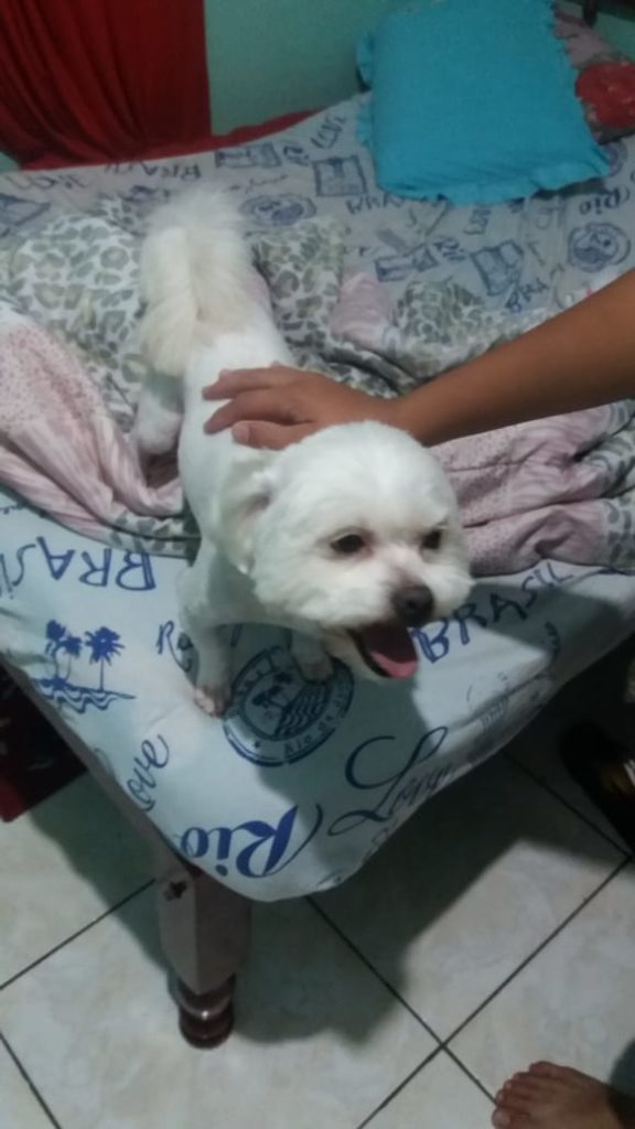 Cachorro desapareceu no Bairro Esmeralda