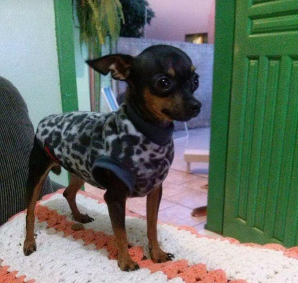 Cachorrinha desapareceu no Bairro Presidente