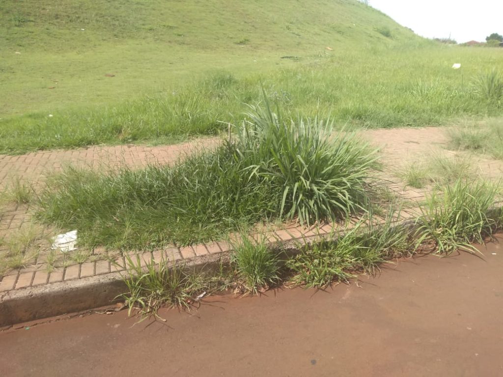 Moradora pede atenção da Prefeitura quanto a mato alto nas proximidades do Estádio Olímpico Moradora pede atenção da Prefeitura quanto a mato alto nas proximidades do Estádio Olímpico