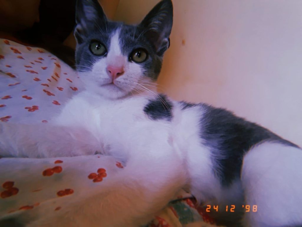 Gata de estimação está desaparecida na Região do Bairro Floresta