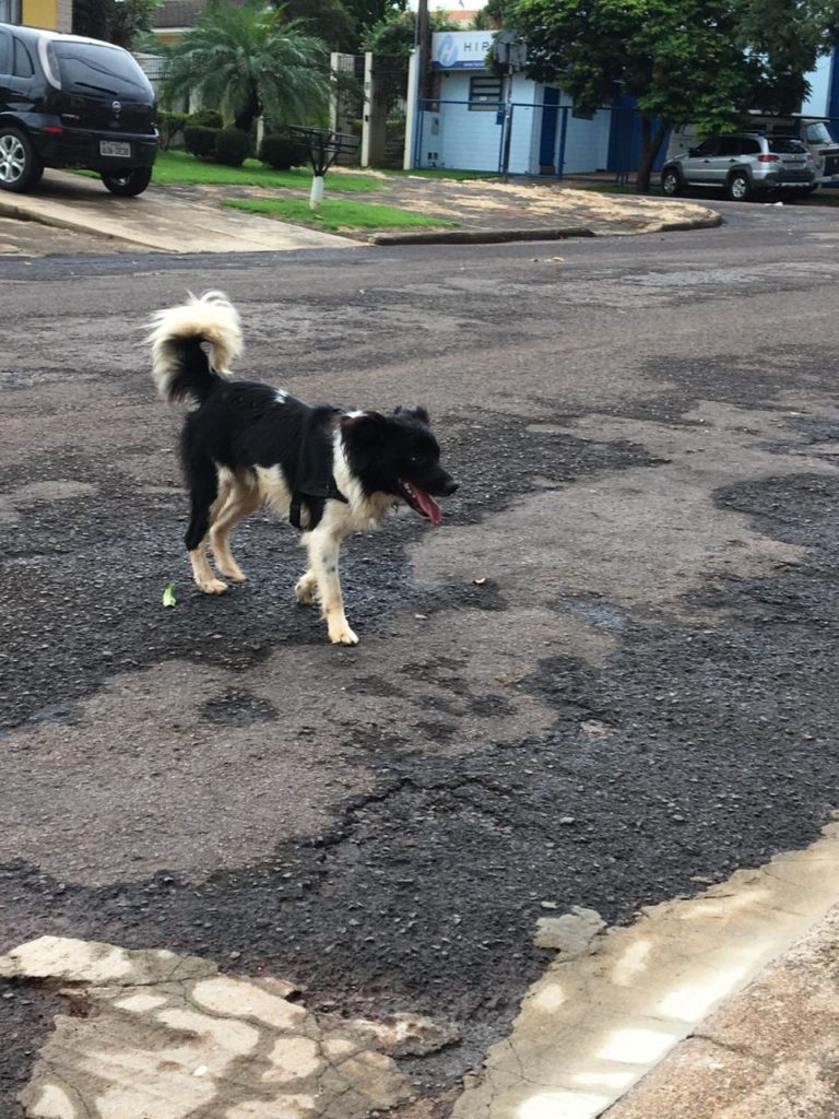 Cachorro está perdido no Bairro Claudete