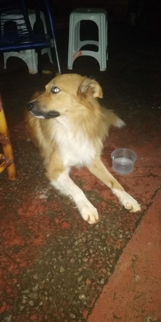 Cachorro é encontrado no Bairro Cancelli