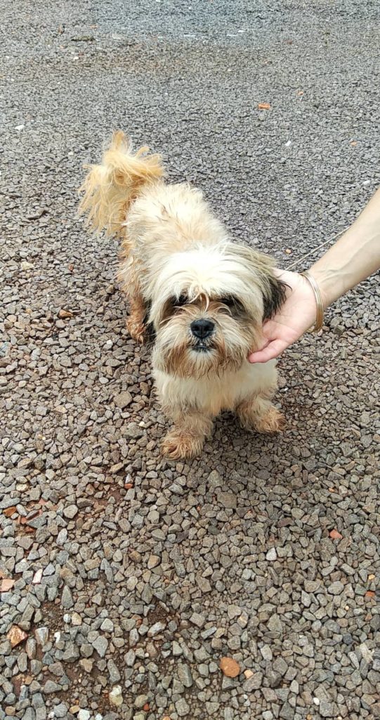 Cão é encontrado na Rua Rio Grande do Sul