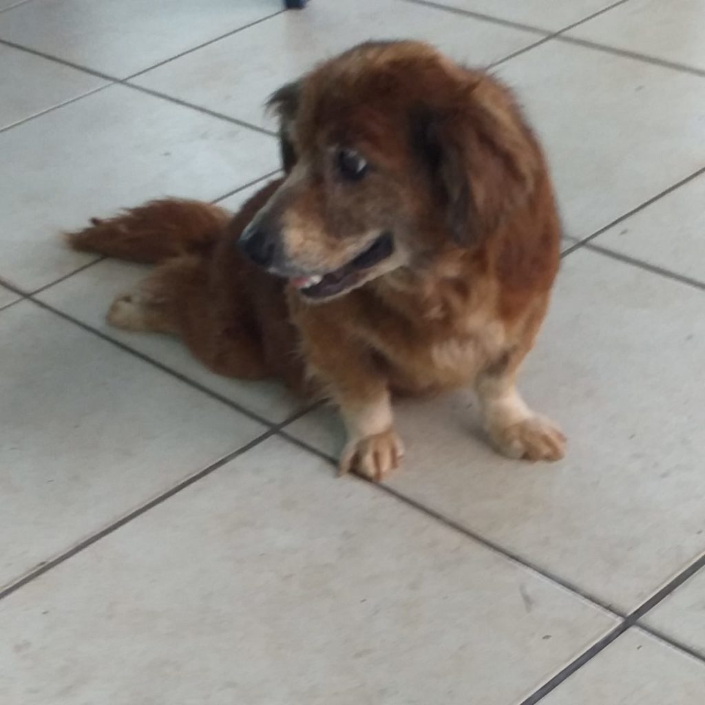 Encontrada cachorrinha no Bairro Universitário